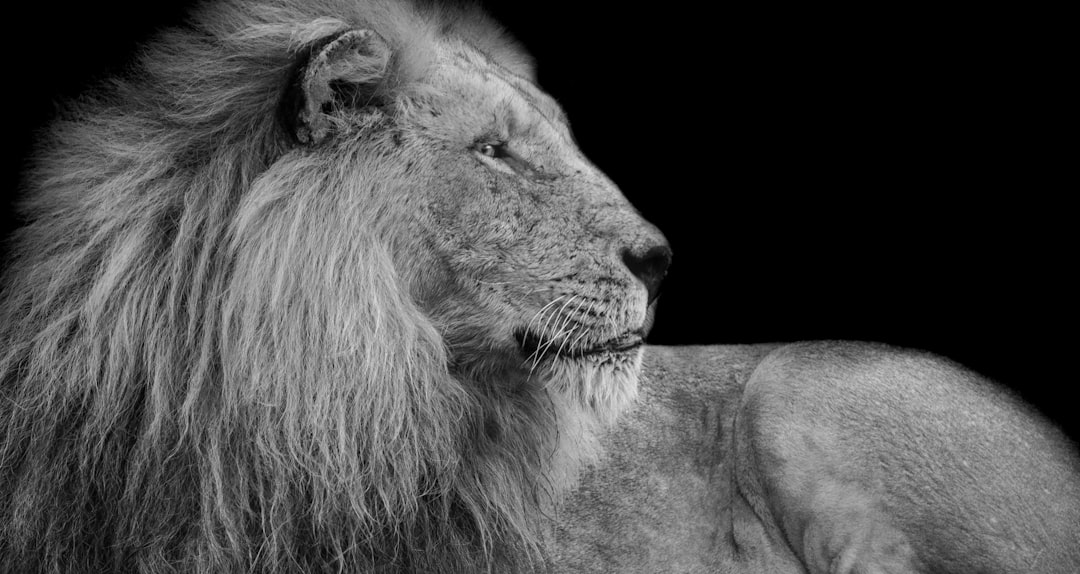 Photo crown, lion